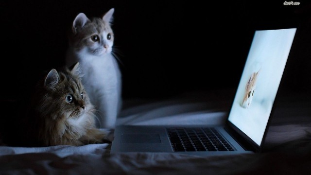 Rails Tutorial screencats